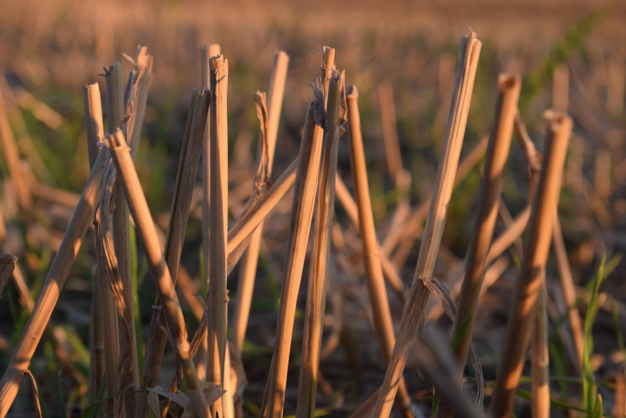 Полевые травы в графике