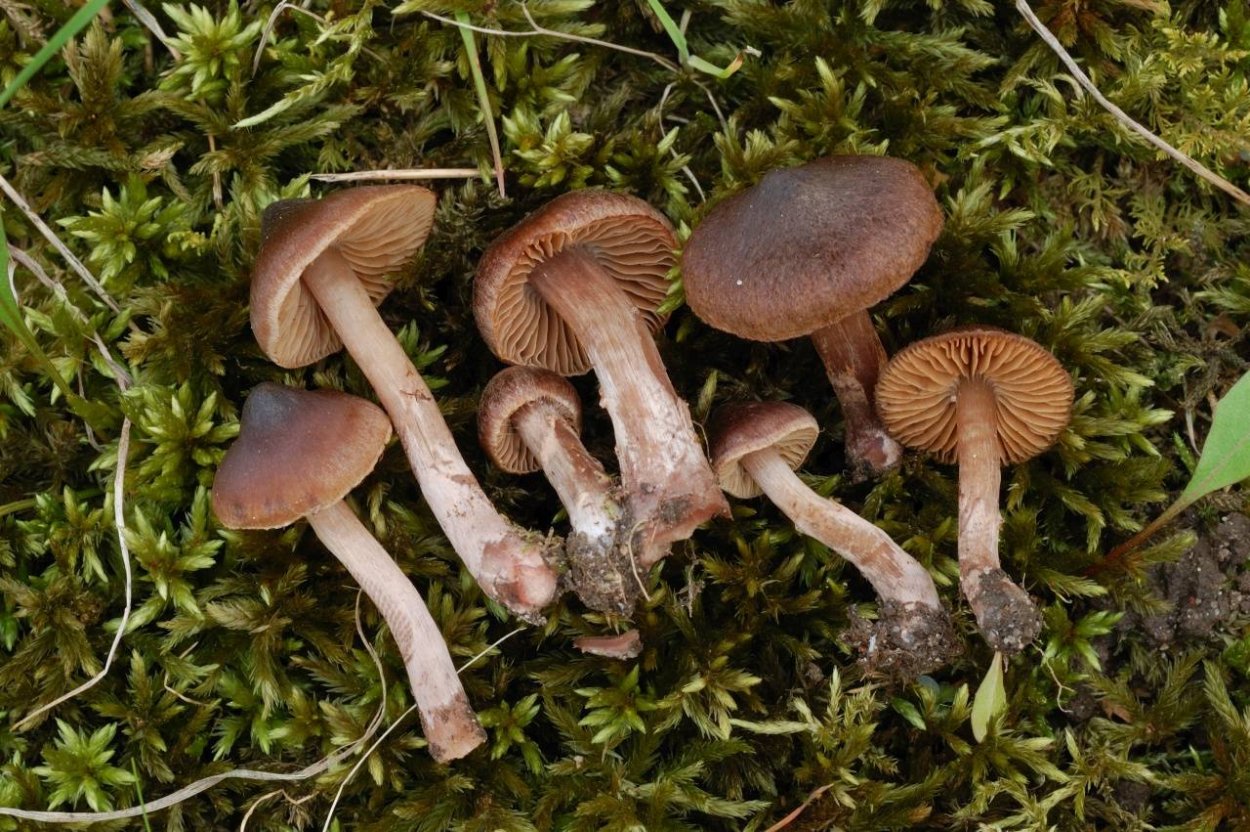 Паутинник болотный