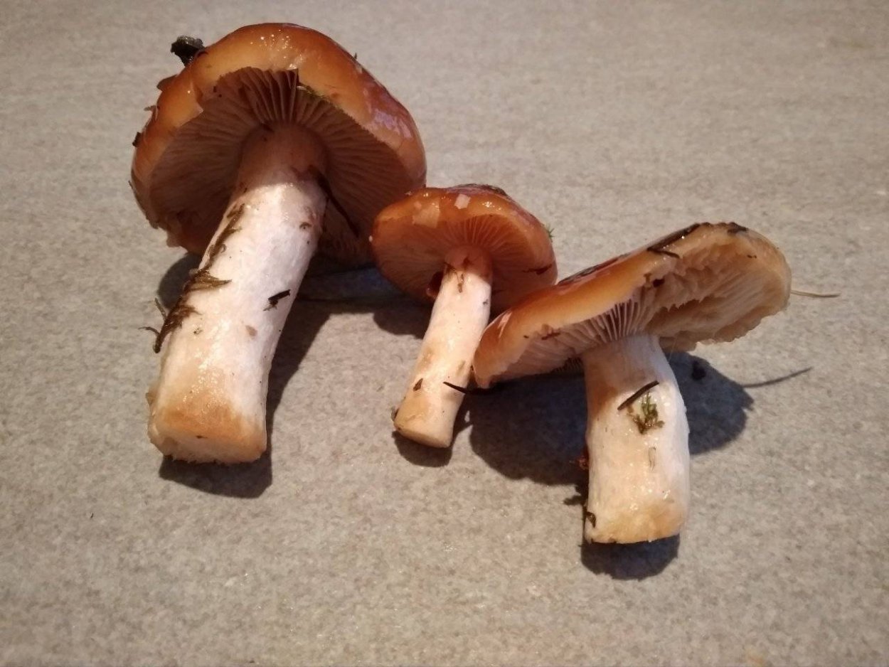 Паутинник слизистый Cortinarius mucosus