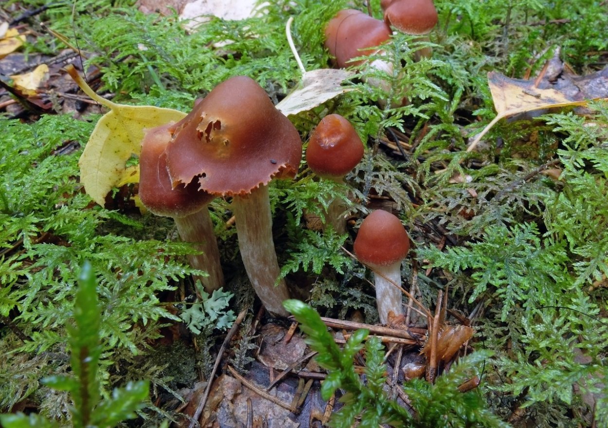 Паутинник Лимоновый