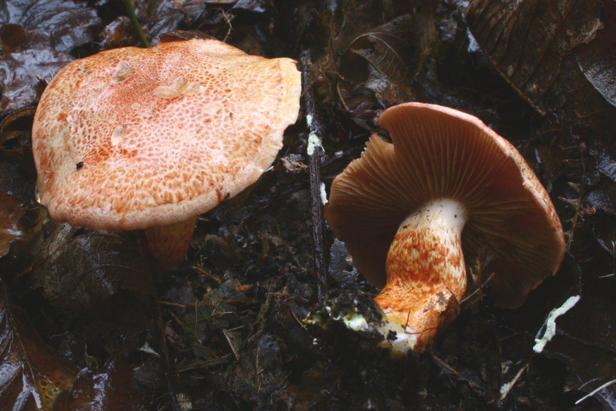 Cortinarius Bolaris