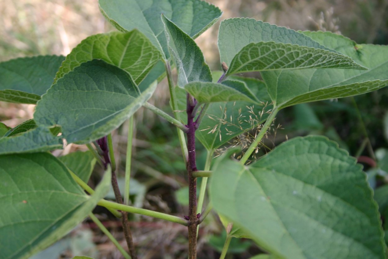 Кустарник с четырехгранным стеблем