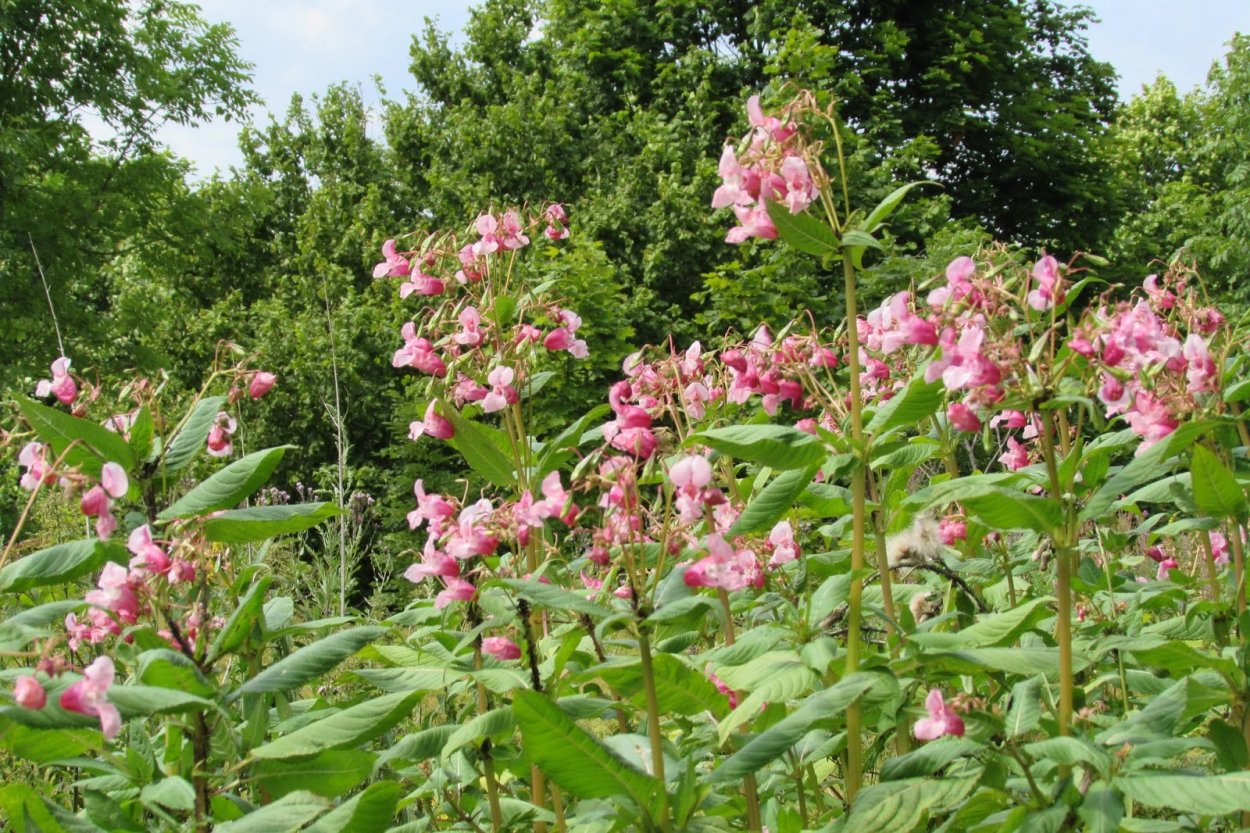 Бальзамин железконосный