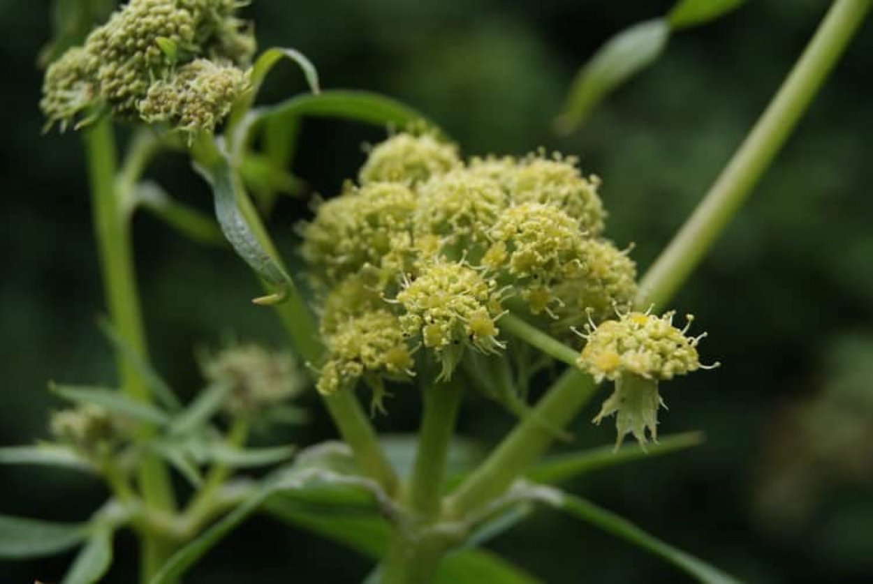 Любисток куст