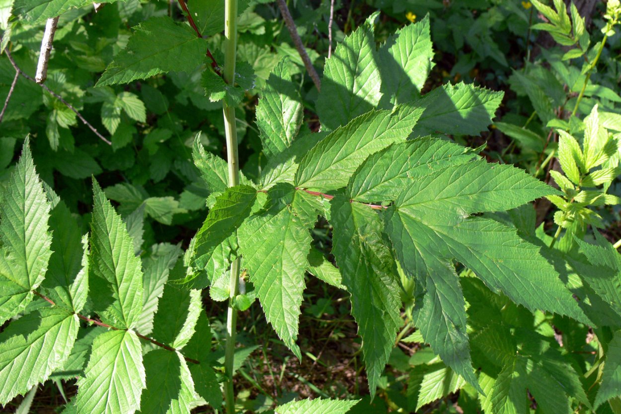 Хвощ тростниковый бамбук