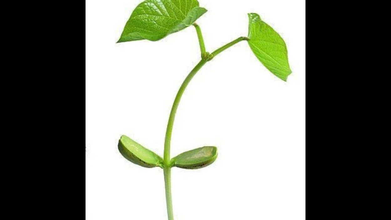 Растения полые внутри