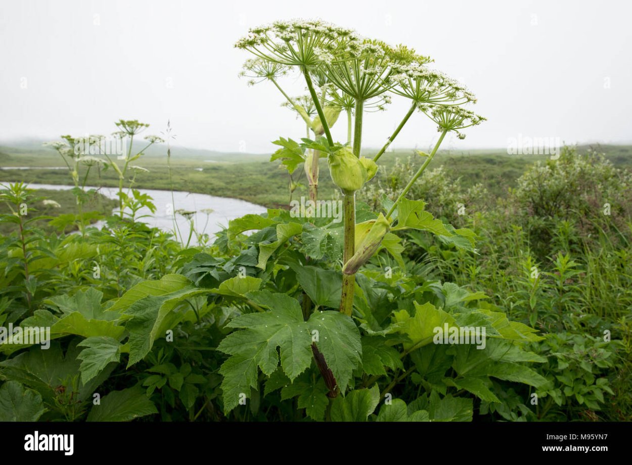 Хмель растение стебель