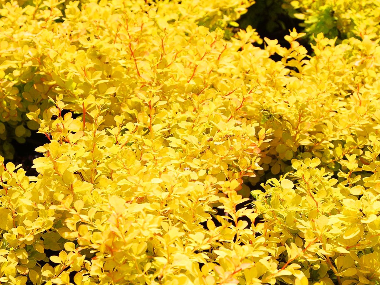 Барбарис Тунберга Aurea