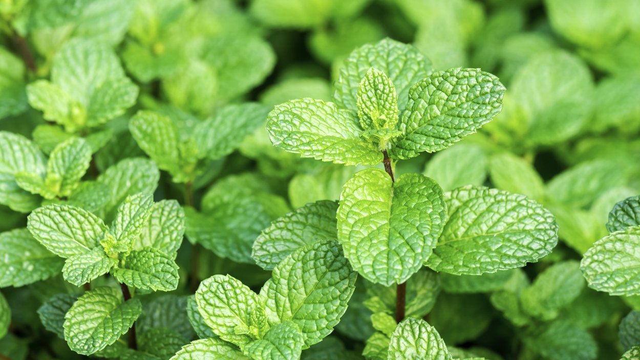 Мяты Мелисса длиннолистовая