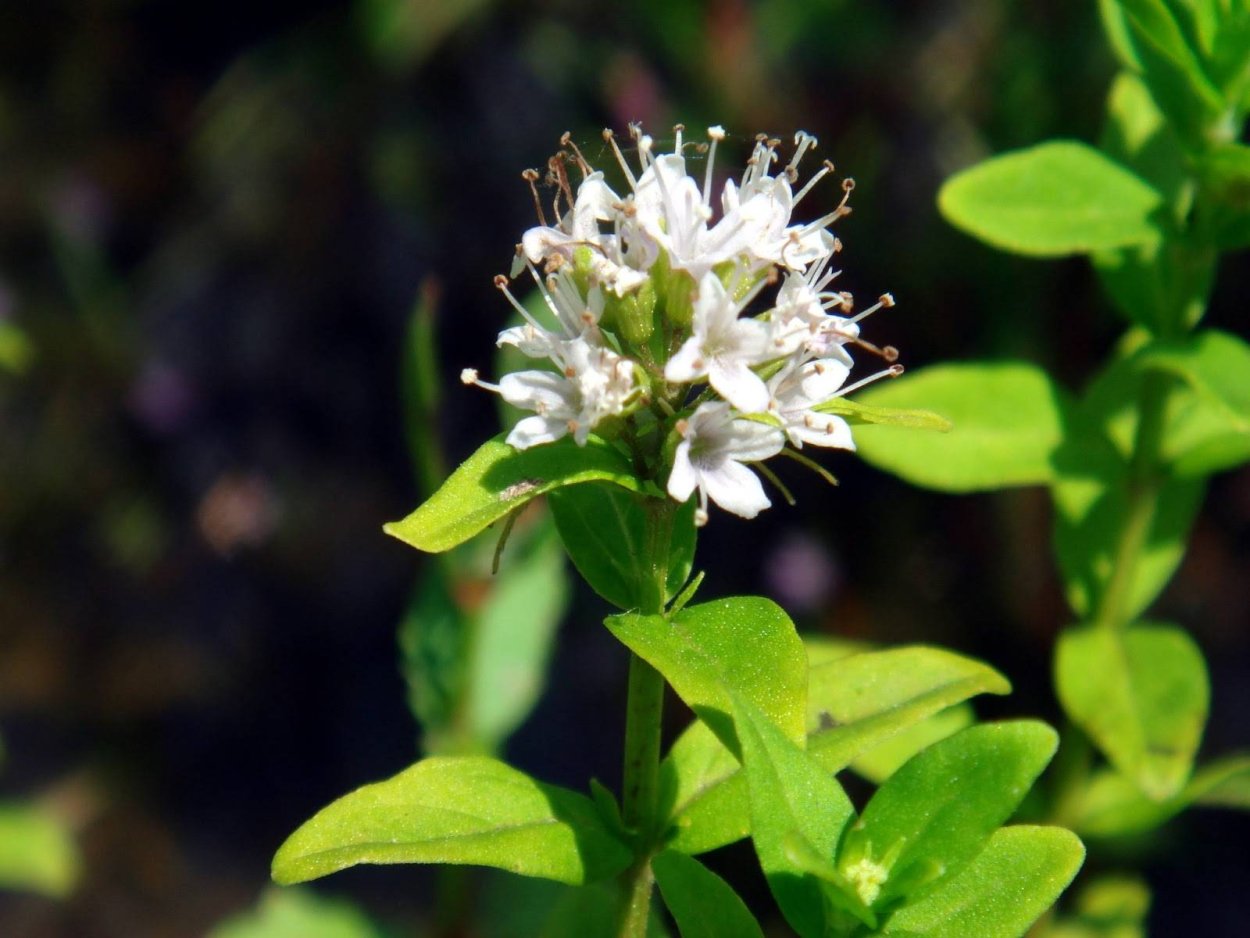 Японика мята