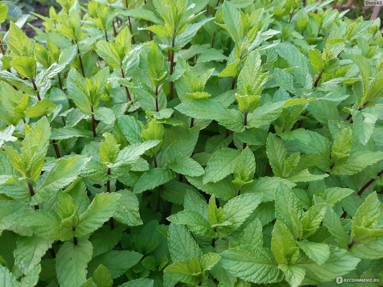 Mentha piperīta (мята перечная)