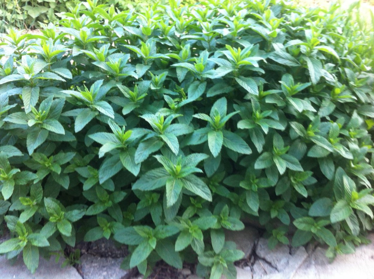 Мята ворсистая