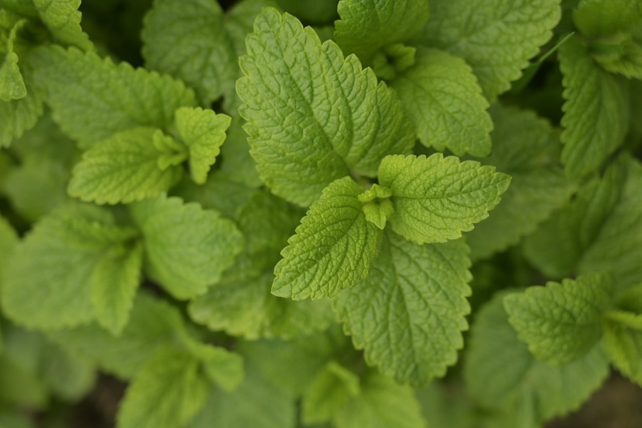 Мята перечная Кубанская