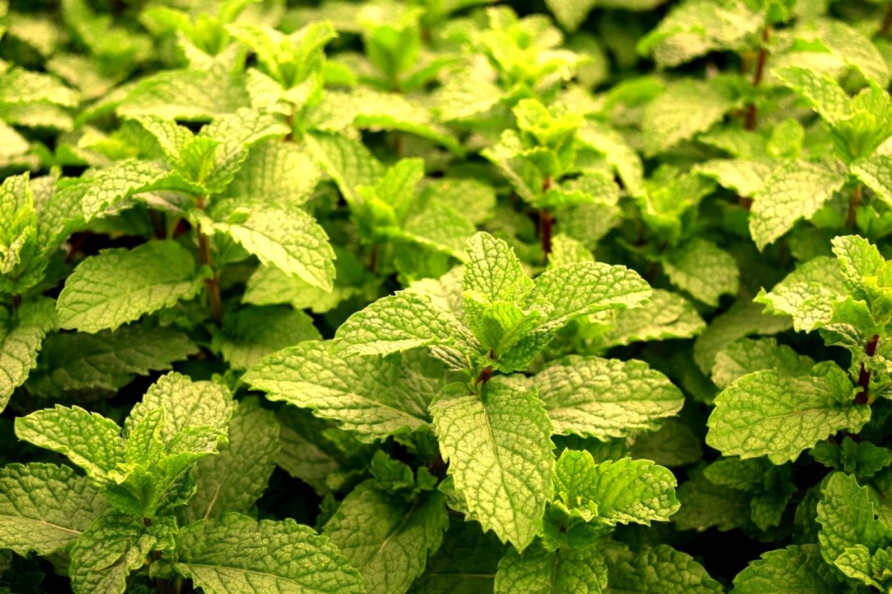 Мята колосистая Weinminze