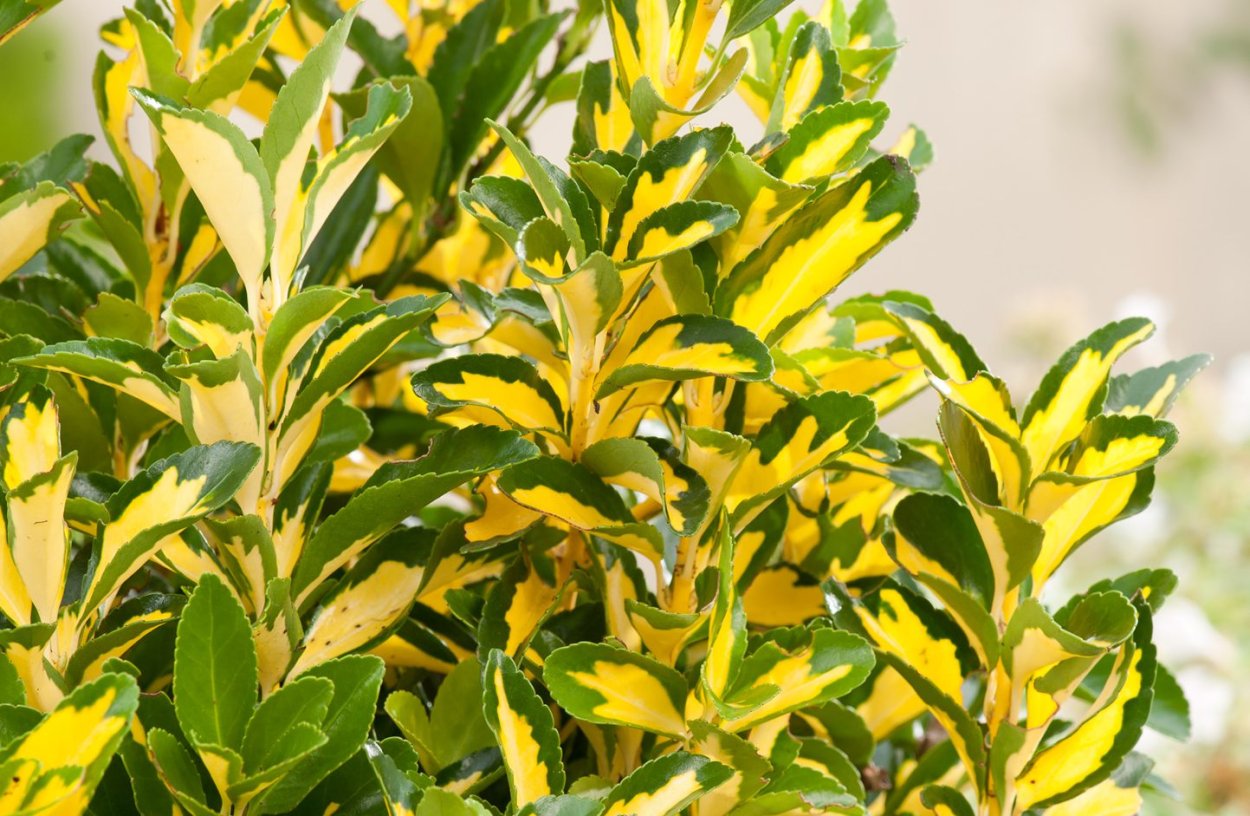 Бересклет японский Медиопиктус