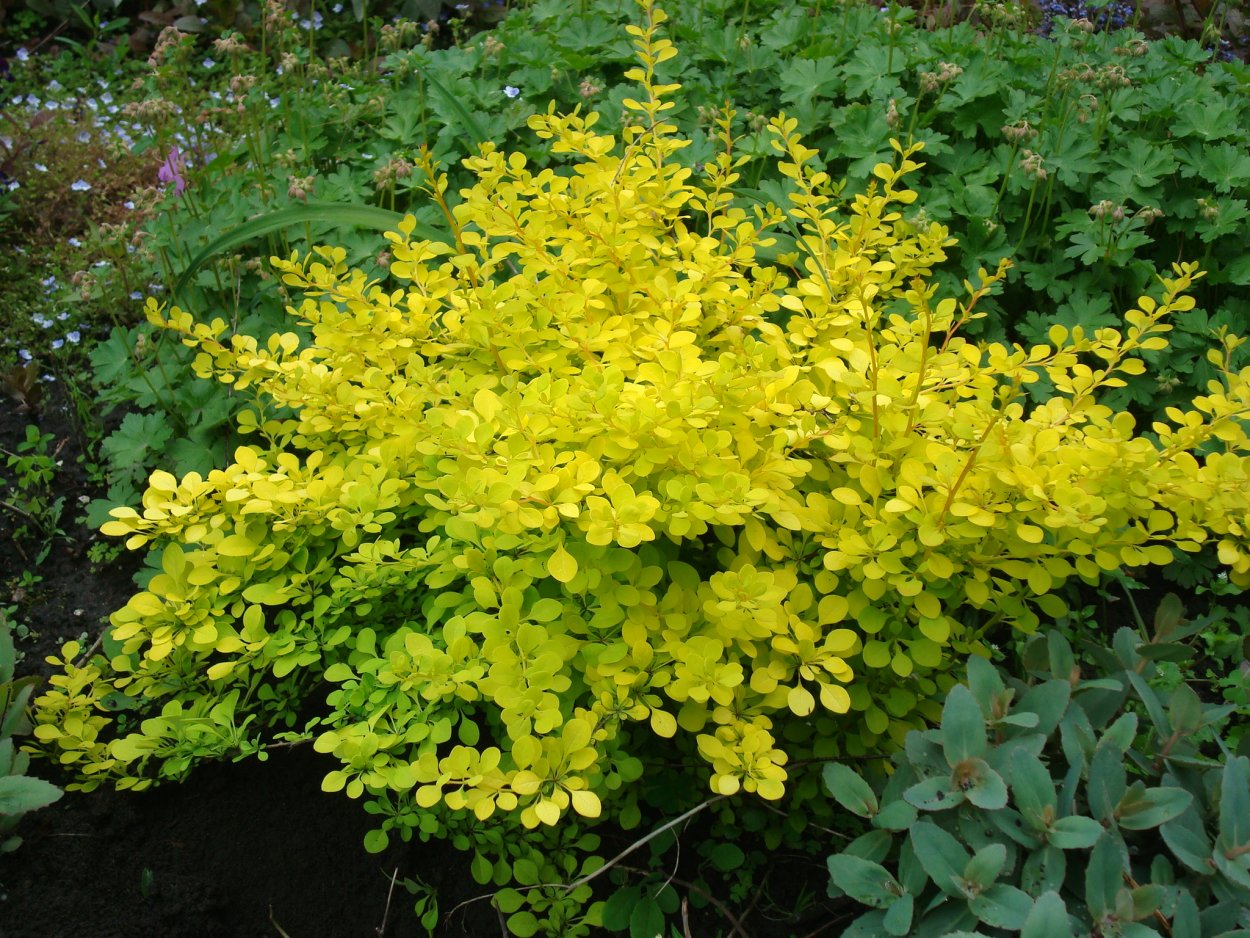 Барбарис Тунберга Голден Горизонт