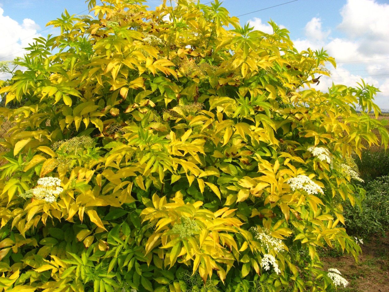 Барбарис Тунберга Эректа