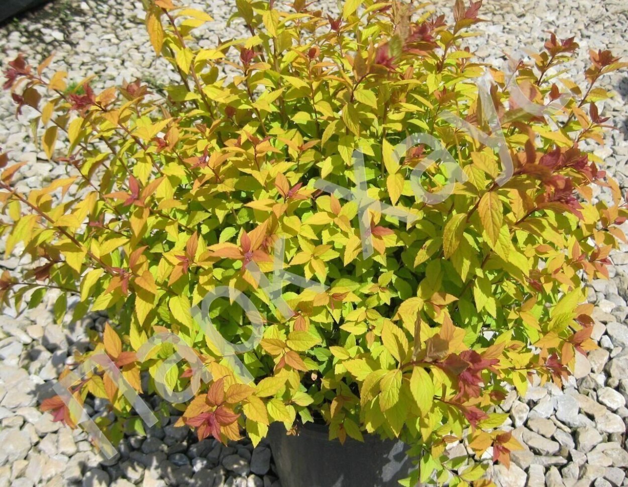 Спирея японская Файерлайт