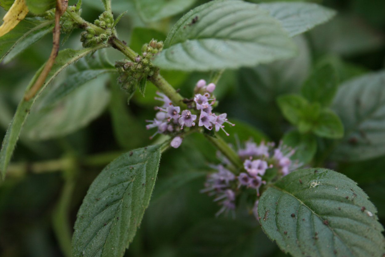 Мята перечная Orangenminze