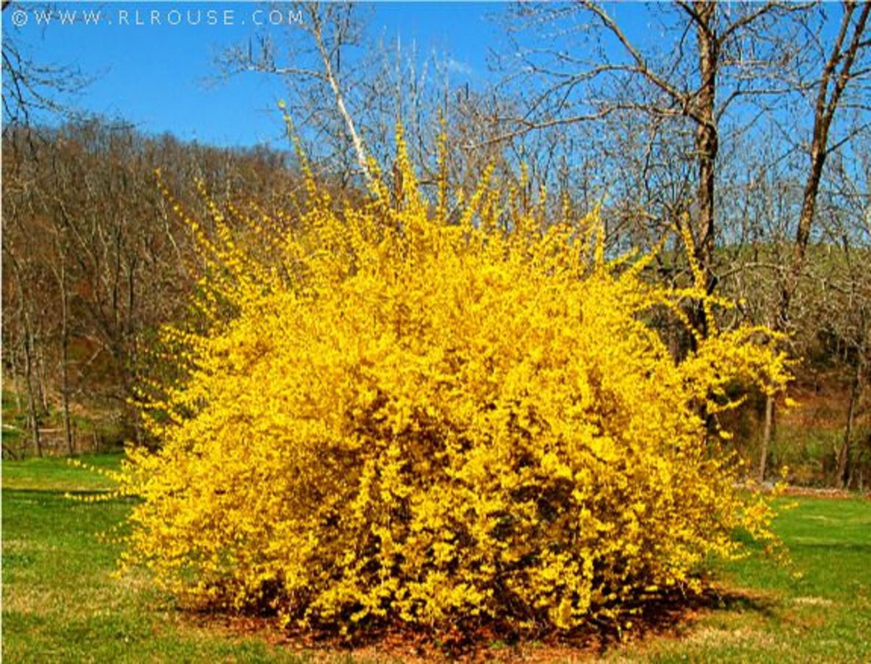 Форзиция промежуточная Голдзаубер