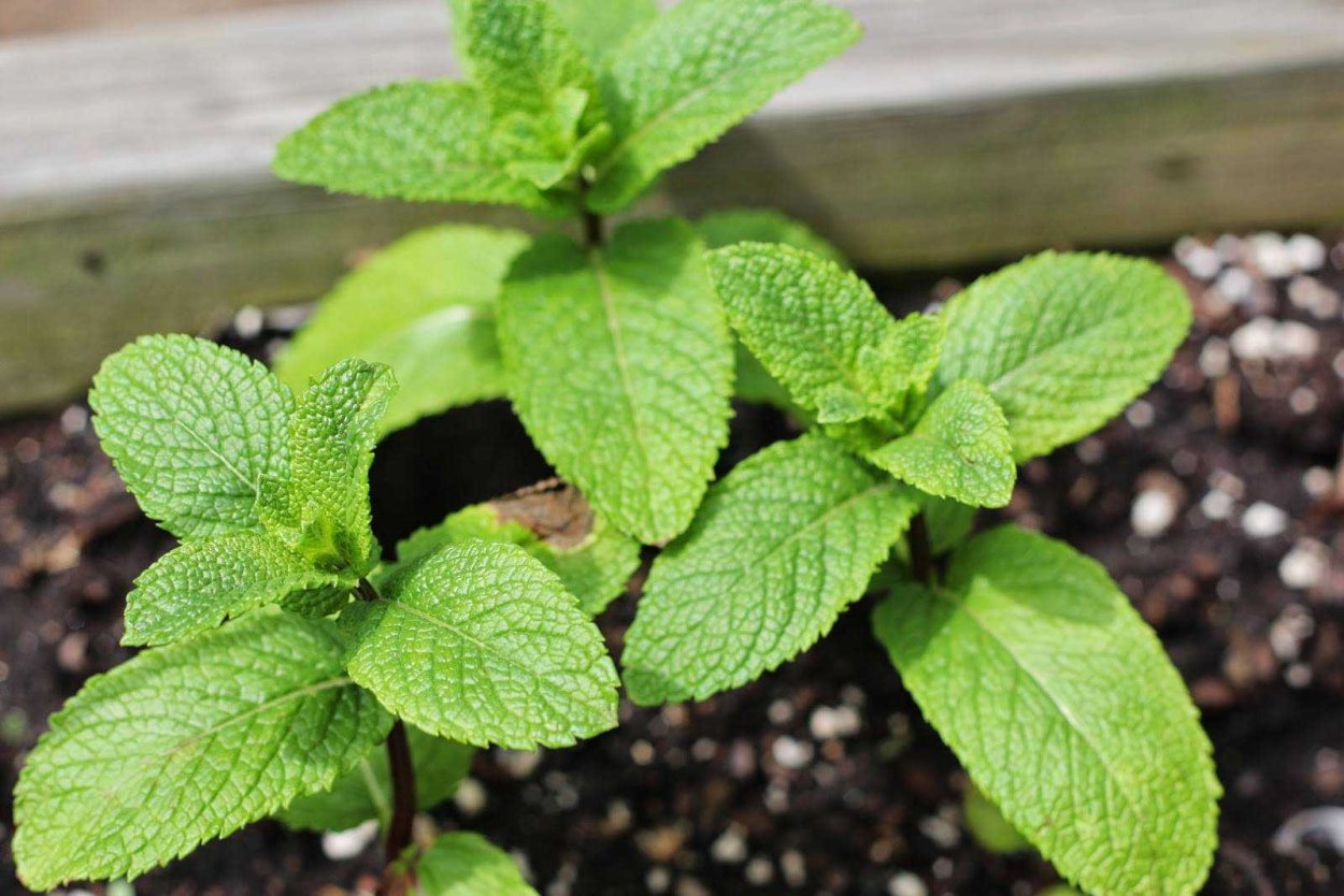 Мята Мелисса лимонник