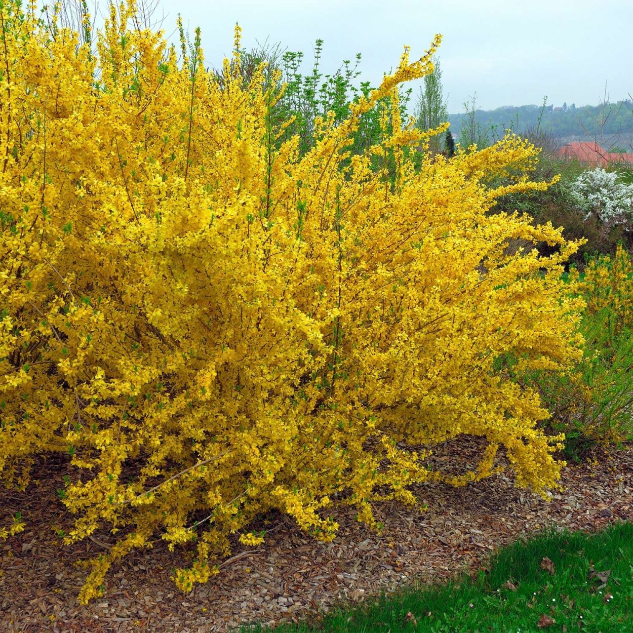 Пузыреплодник калинолистный luteus