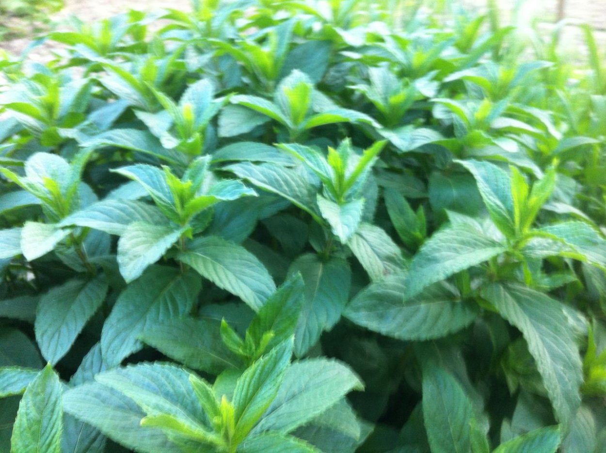 Мята перечная куст