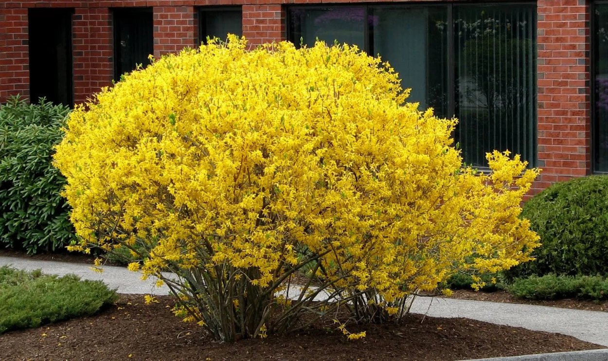 Форзиция пониклая "Forsythia suspensa"
