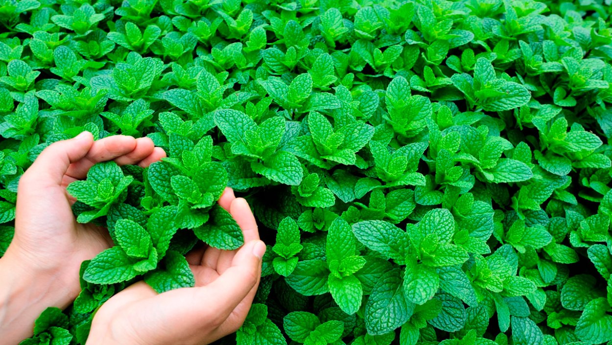 Мята с длинными листьями