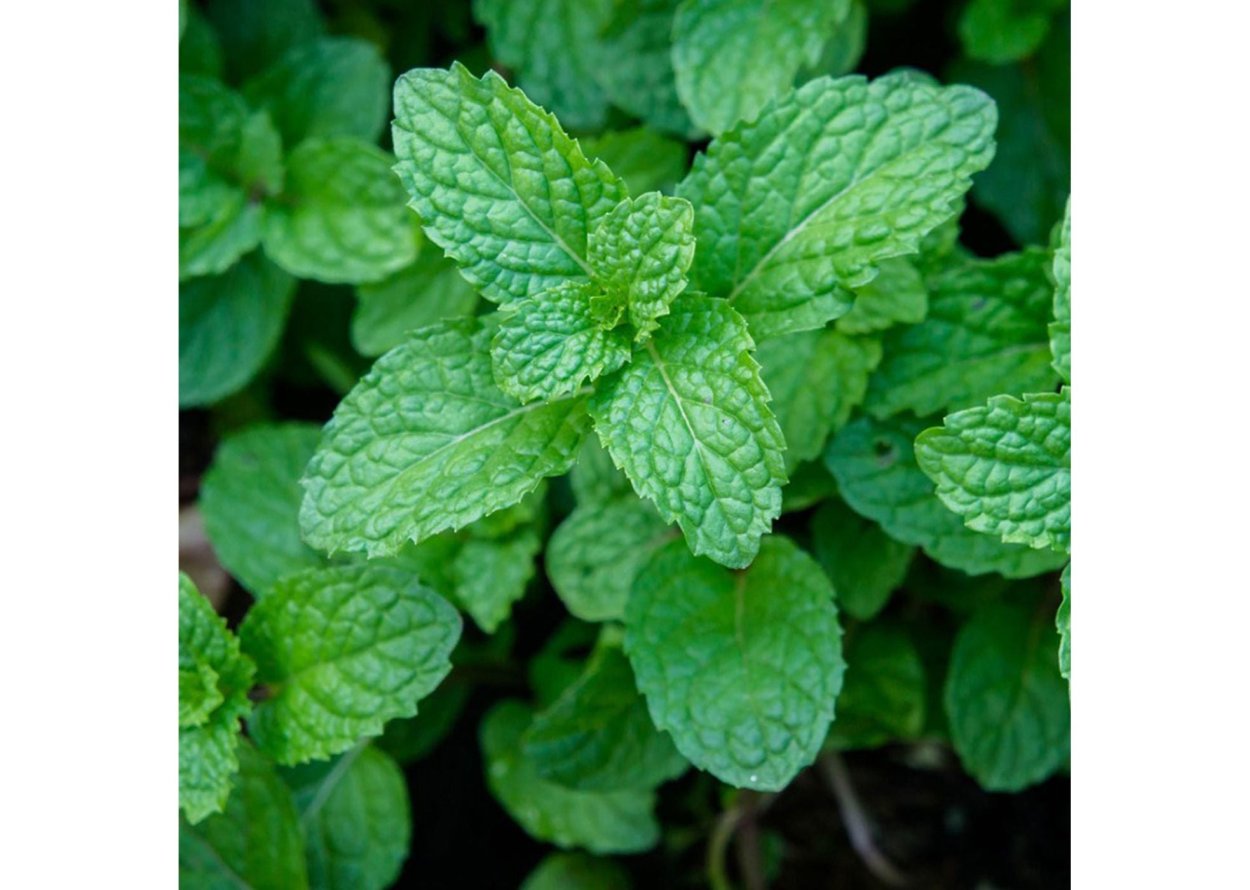 Сорт сладкой мяты