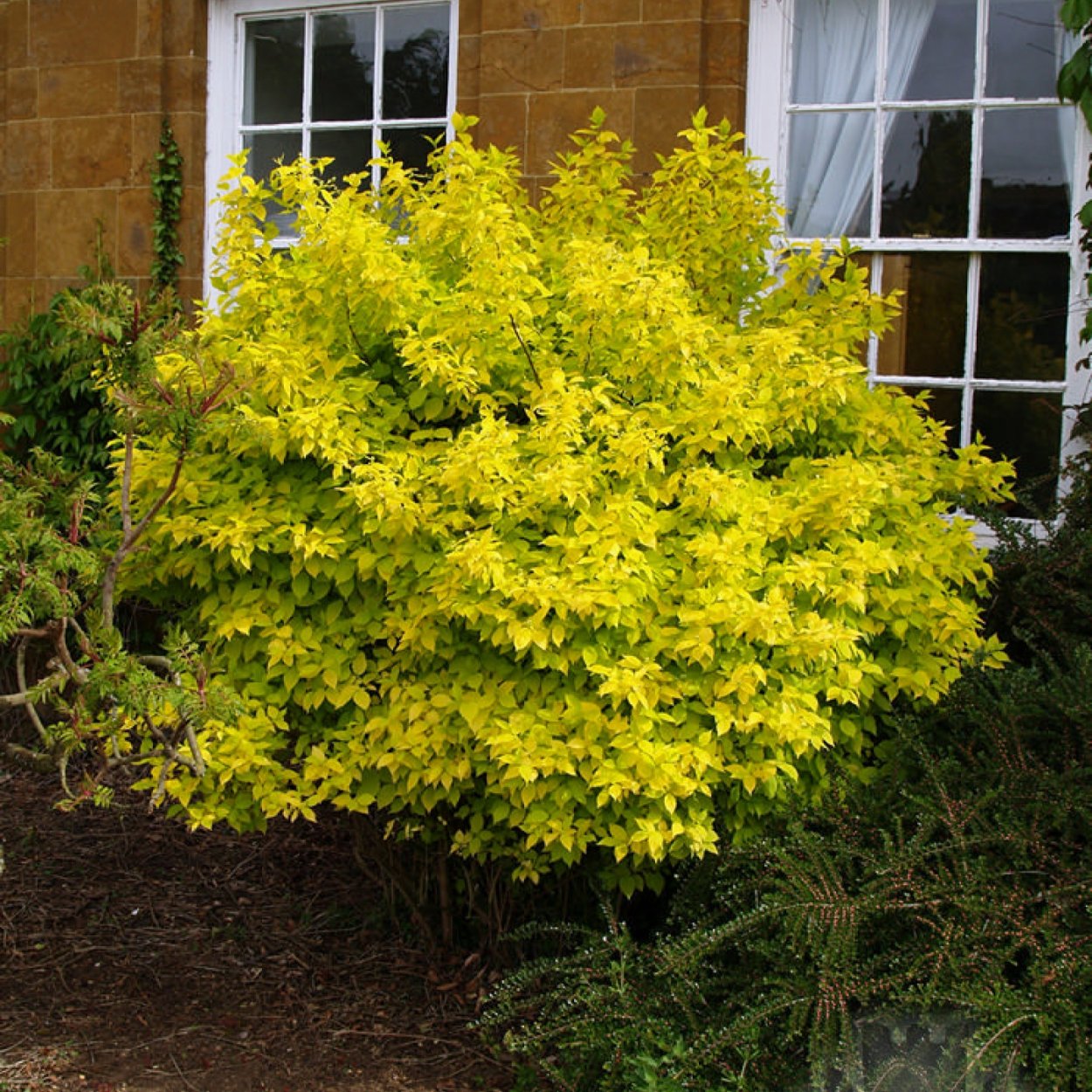 Бересклет Форчуна Эмеральд Голд