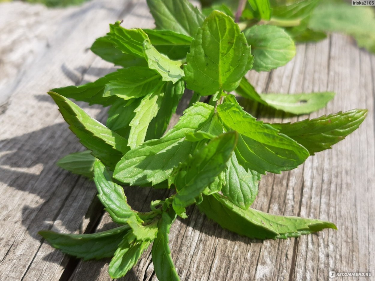 Красногорский травы мята