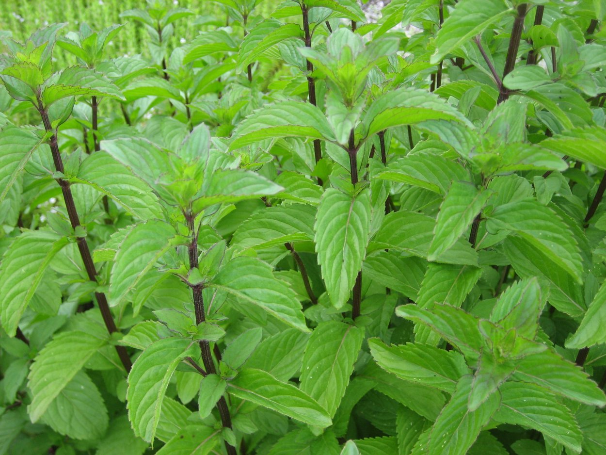 Мята перечная душистая