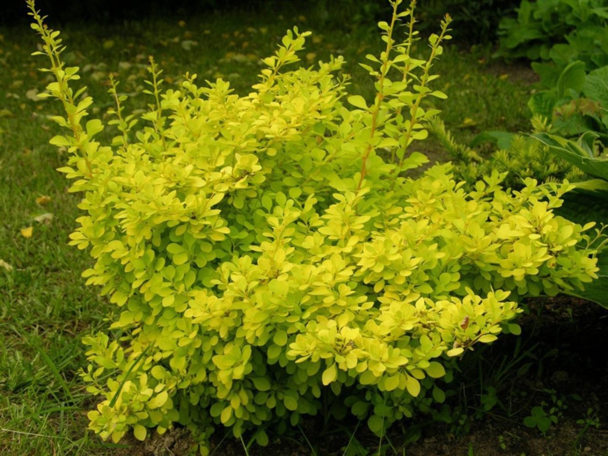 Барбарис Тунберга Limoncello