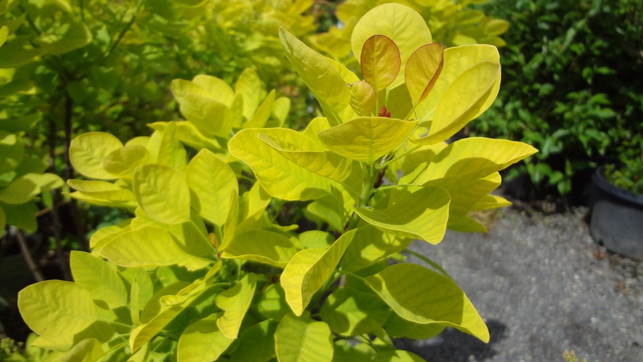 Кустарник с кленовыми листьями