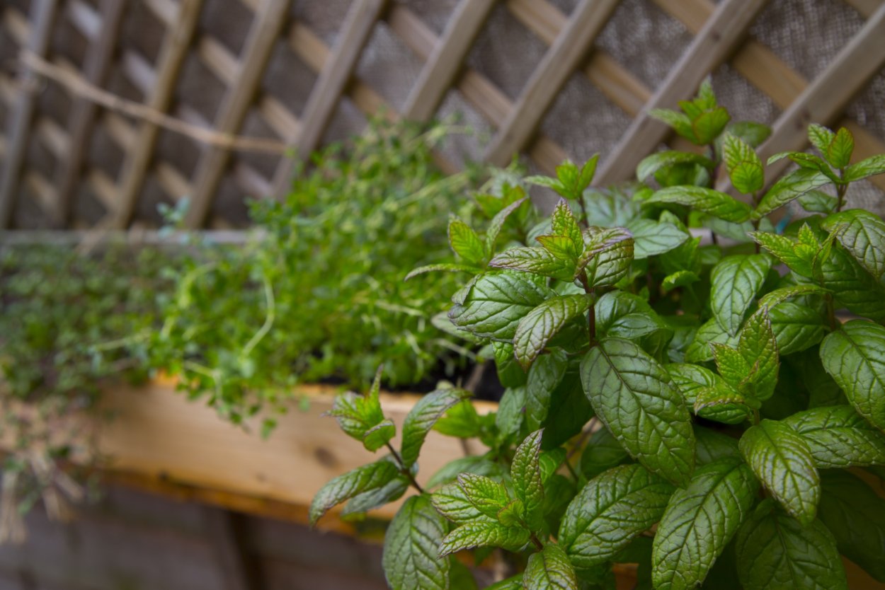 Мелисса. Мята на гидропонике