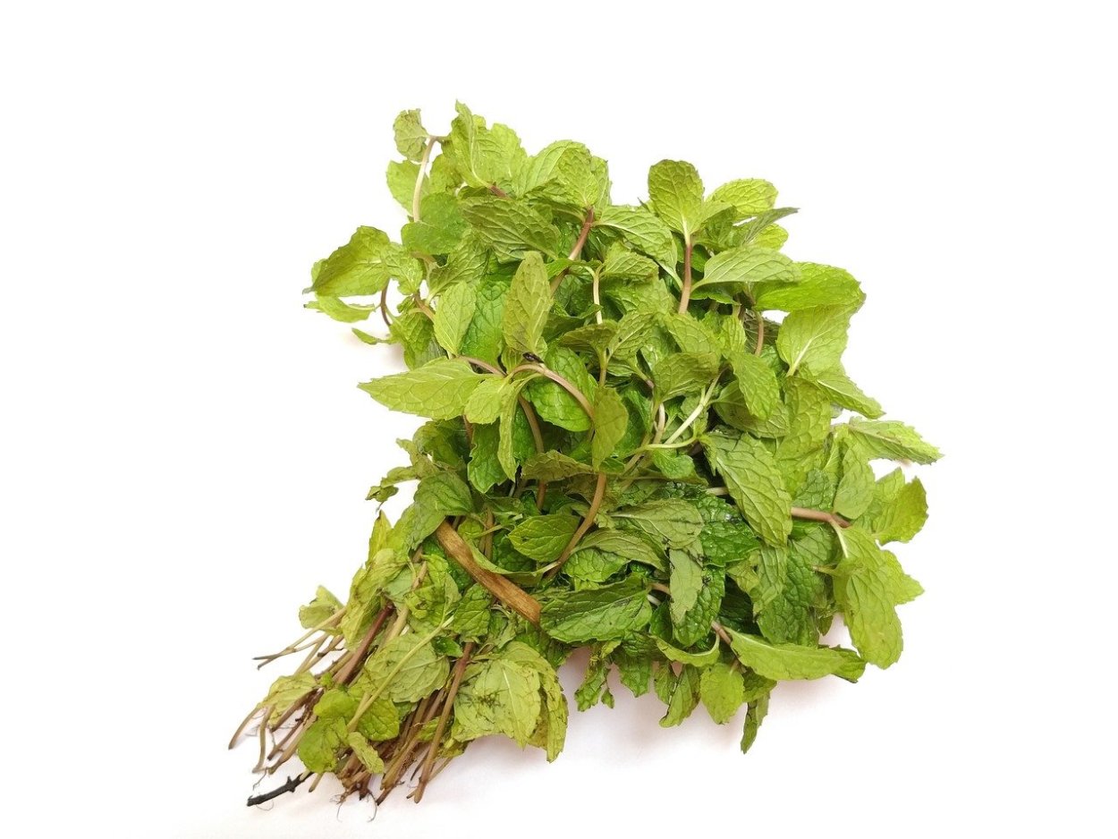 Мята перечная растение