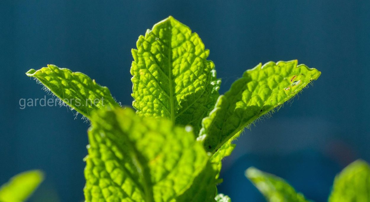 Мята с опушенными листьями