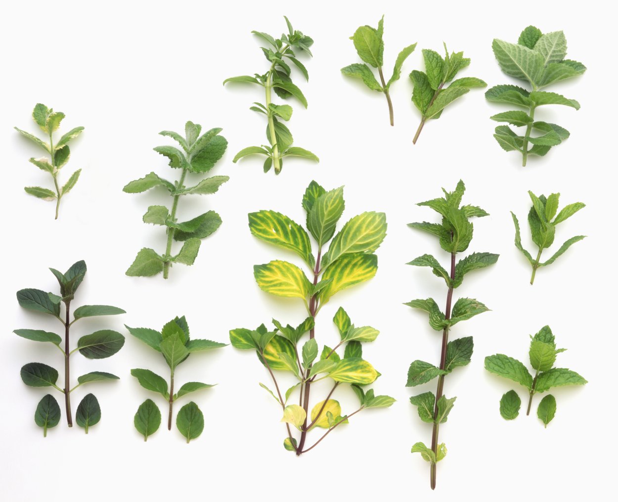 Семена мяту и мелиссу