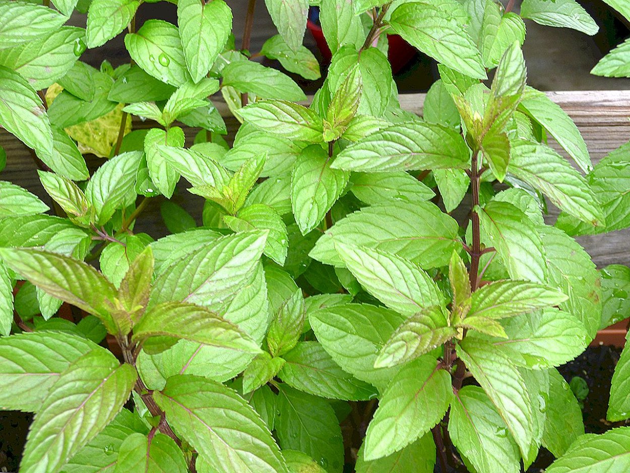 Мята перечная Кубанская