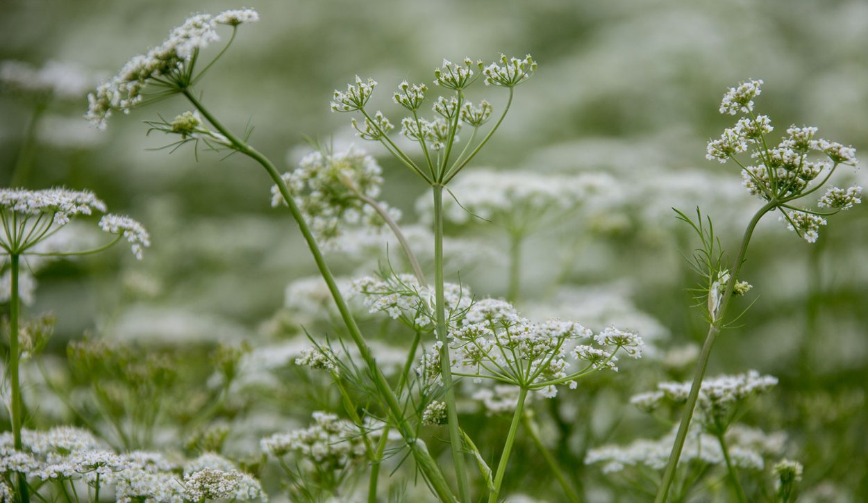 Тмин обыкновенный Carum Carvi l.