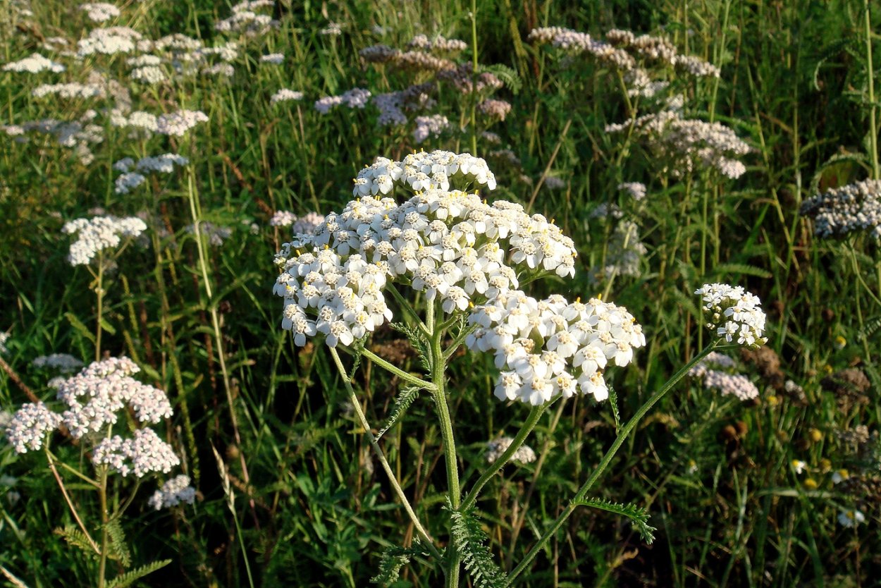 Реброплодник Уральский курай