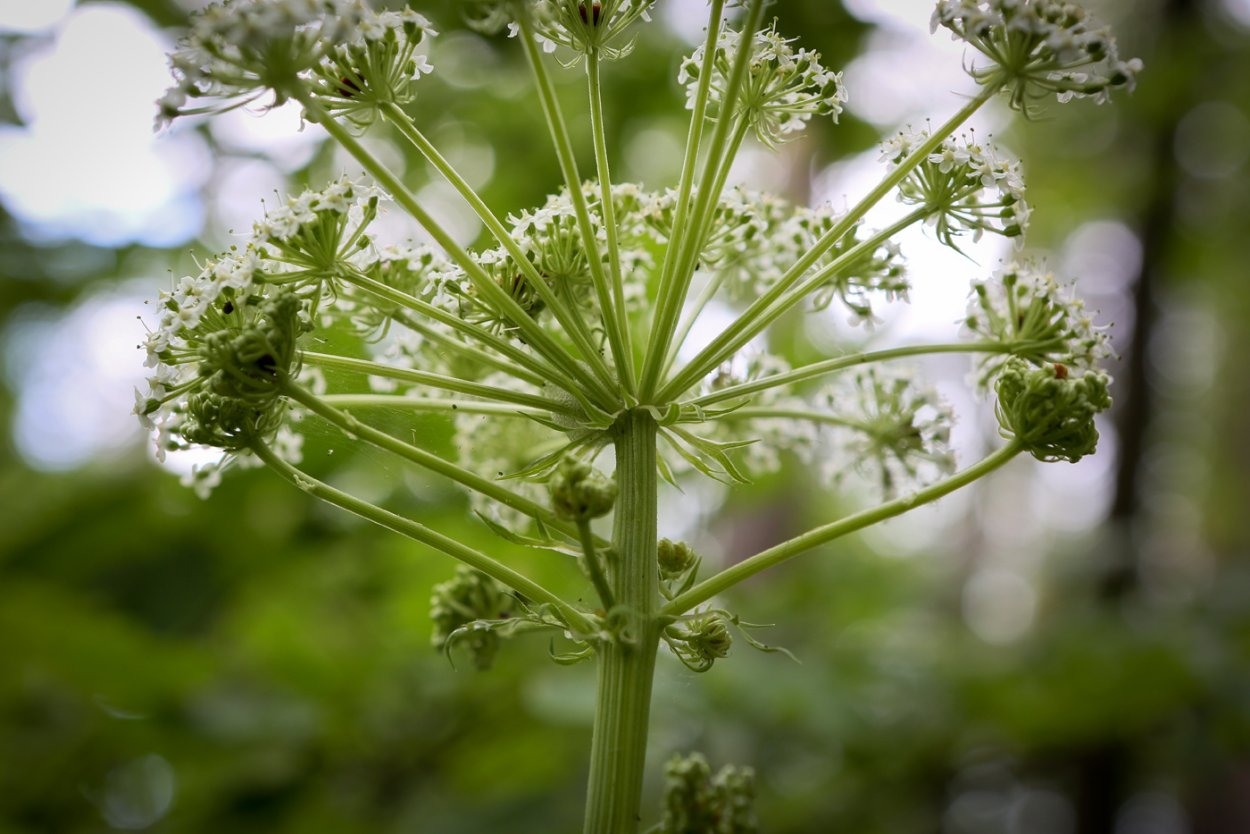 Реброплодник Уральский курай