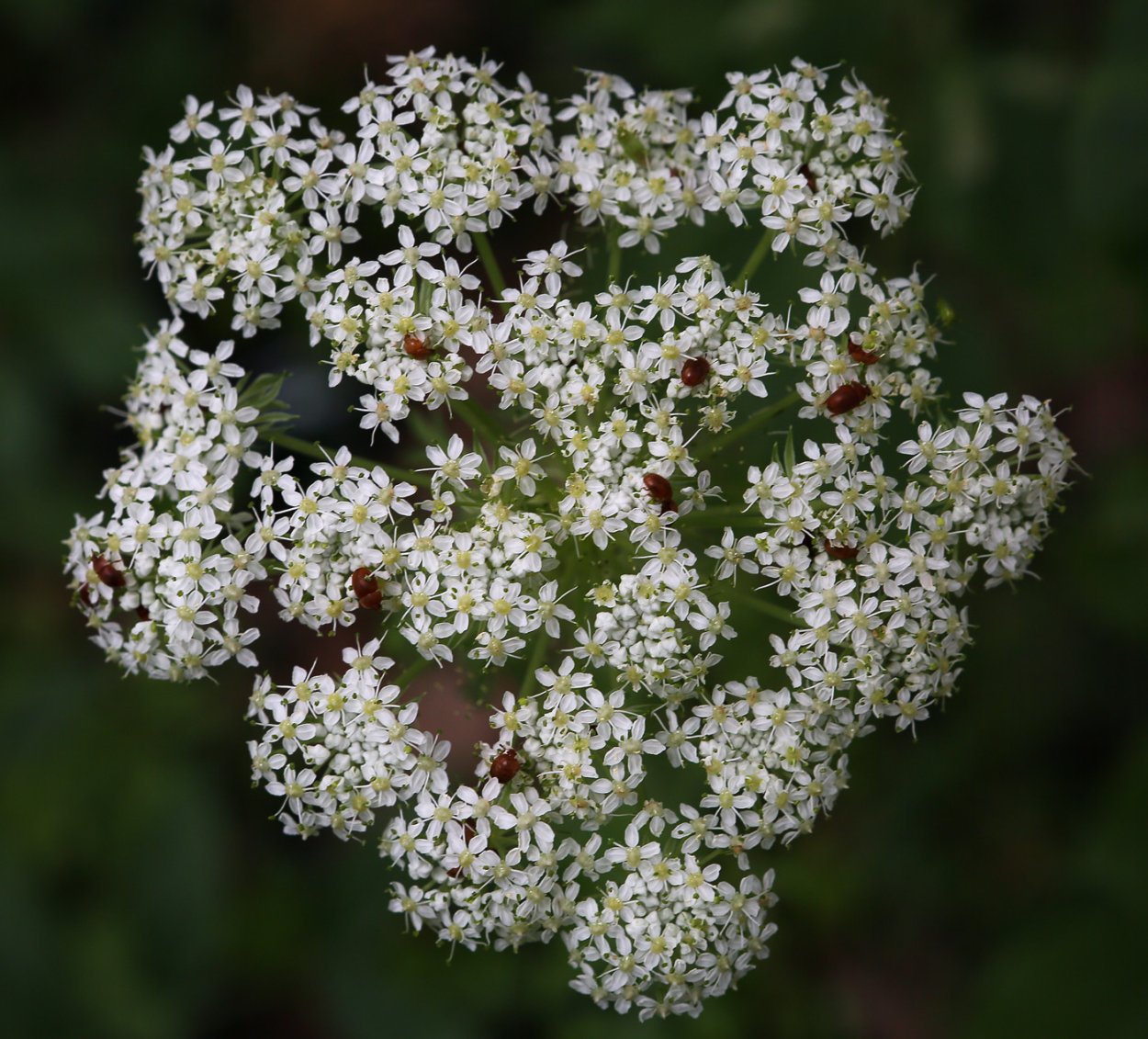 Борщевик Мантегацци