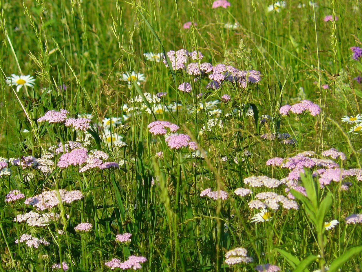 Растение борщевик Сосновского