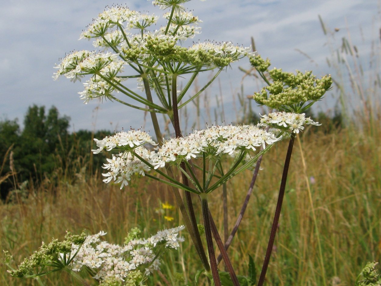 Борщевик обыкновенный морковник