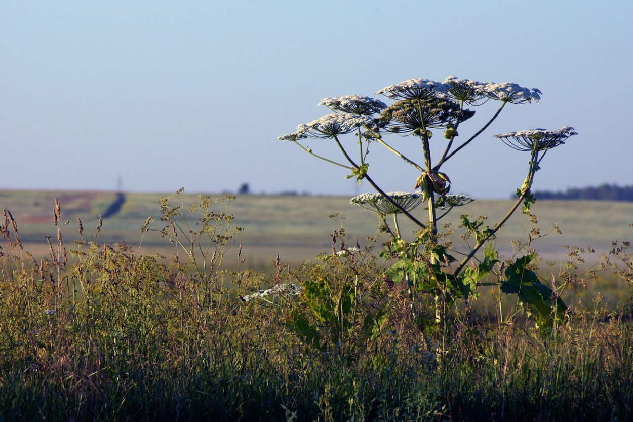 Стеблей Уральского реброплодника