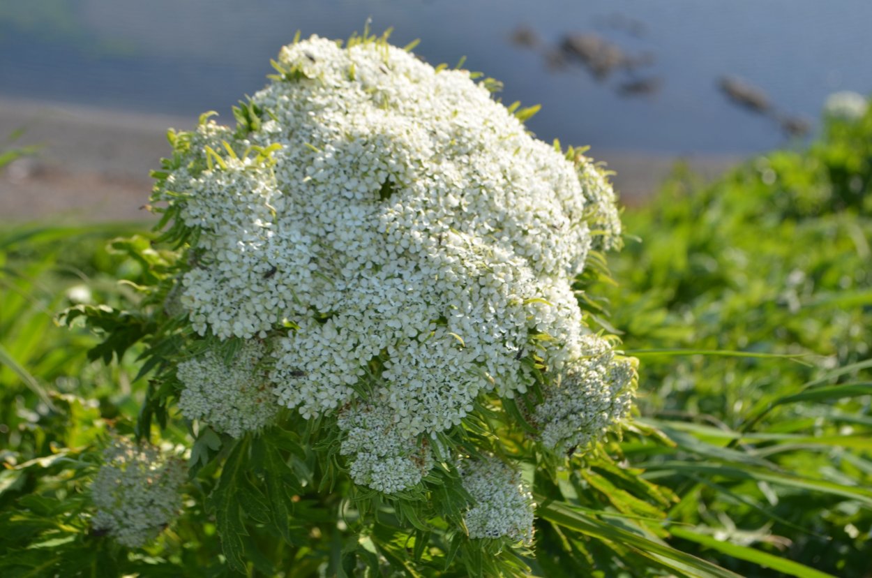 Реброплодник Уральский рисунок