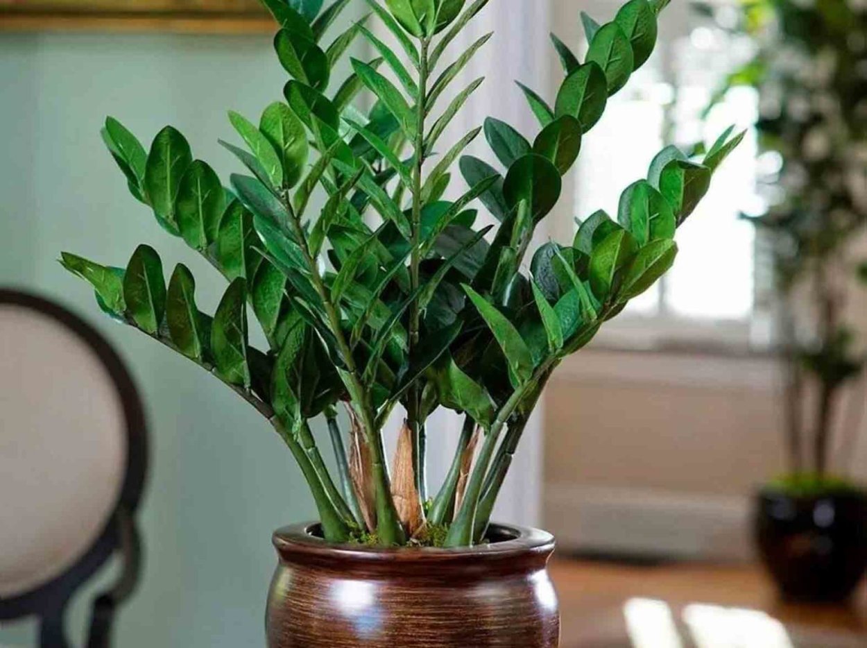 Растения очистители воздуха