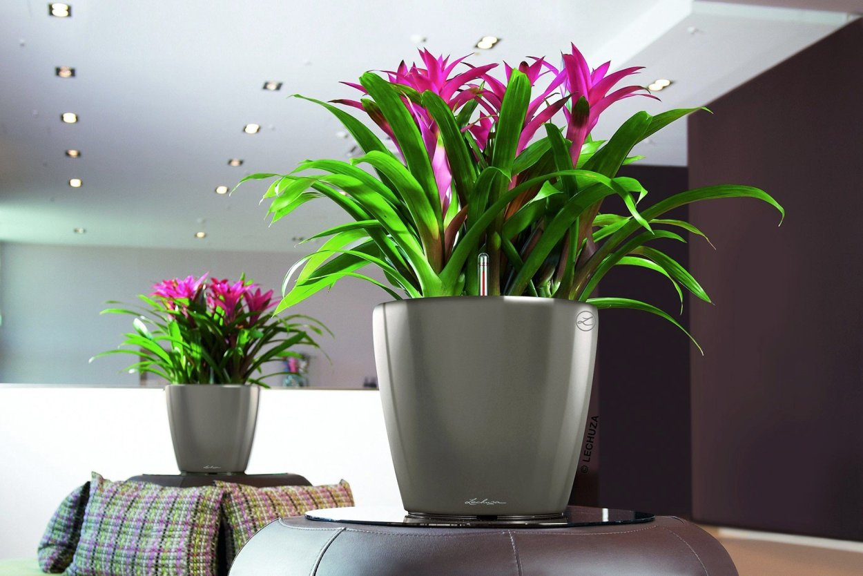 Стрелиция Регина Королевская